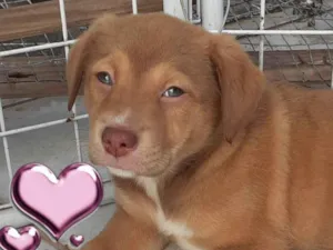Cachorro raça SRD-ViraLata idade 2 a 6 meses nome CLOE, CLÉO, BELLA E BELINHA - CURITIBA