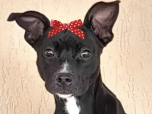 Cachorro raça Mestica  idade 1 ano nome Kiara 