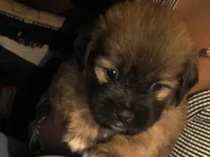 Cachorro raça SRD-ViraLata idade Abaixo de 2 meses nome Roberto