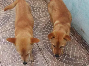 Cachorro raça mistiço idade 7 a 11 meses nome theo e mel