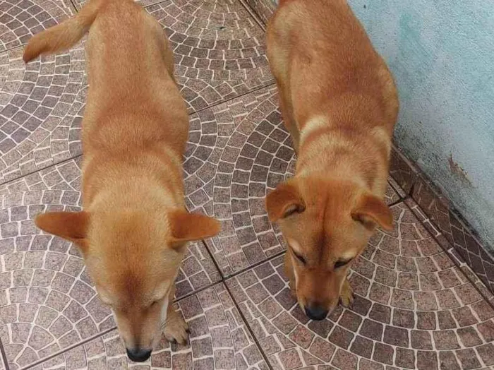 Cachorro ra a mistiço idade 7 a 11 meses nome theo e mel