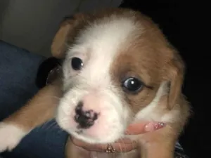 Cachorro raça SRD-ViraLata idade Abaixo de 2 meses nome Andressa 
