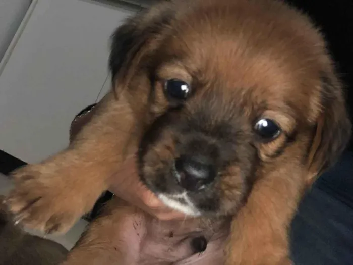 Cachorro ra a SRD-ViraLata idade Abaixo de 2 meses nome Carlos Eduardo 