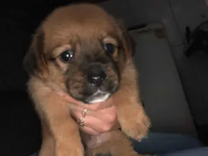 Cachorro raça SRD-ViraLata idade Abaixo de 2 meses nome Carlos Eduardo 