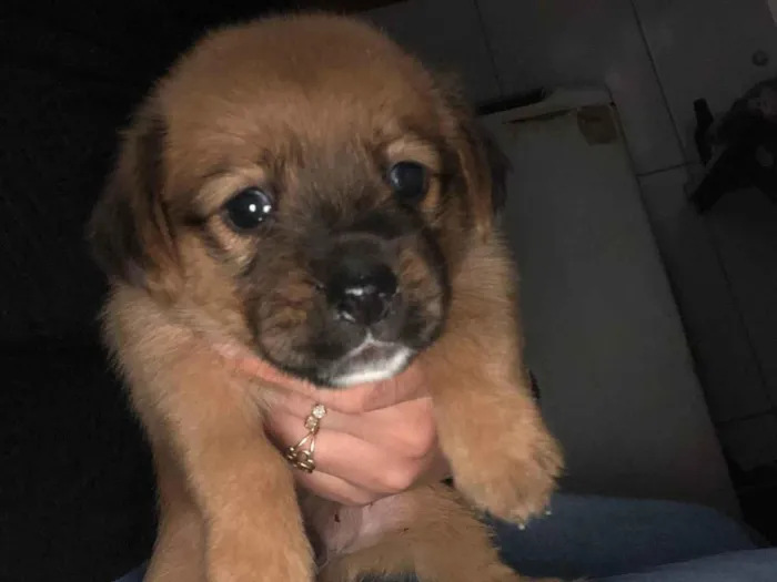 Cachorro ra a SRD-ViraLata idade Abaixo de 2 meses nome Carlos Eduardo 