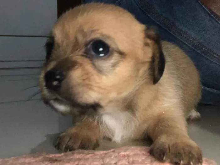 Cachorro ra a SRD-ViraLata idade Abaixo de 2 meses nome Gêmeas lacração