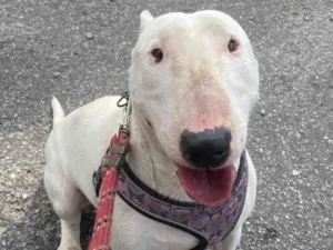 Cachorro raça Pit-Bull idade 2 anos nome Haru