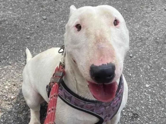 Cachorro ra a Pit-Bull idade 2 anos nome Haru