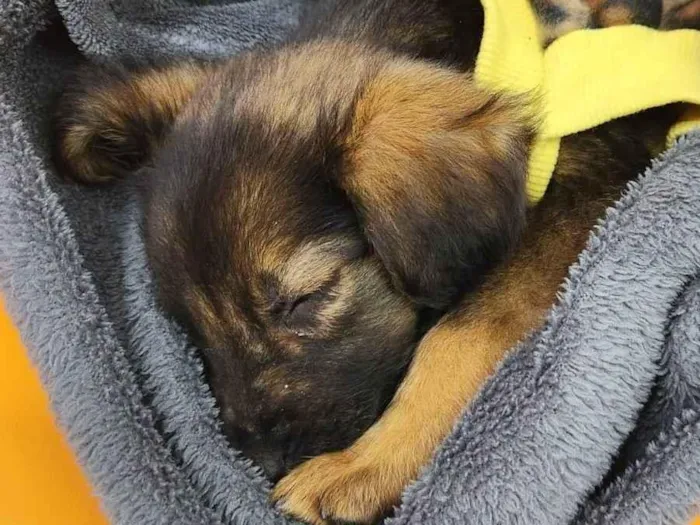 Cachorro ra a SRD-ViraLata idade Abaixo de 2 meses nome Logan