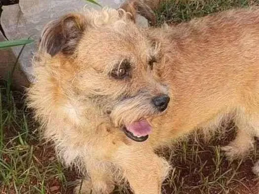 Cachorro ra a Indefinida idade 4 anos nome Ted