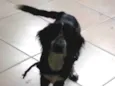 Zeus 