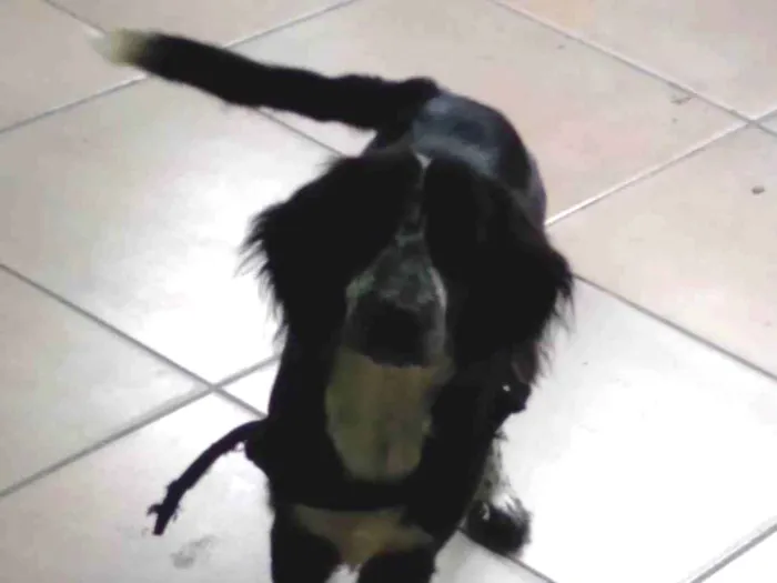 Cachorro ra a Cocker spaniel idade 2 anos nome Zeus 