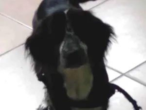 Cachorro raça Cocker spaniel idade 2 anos nome Zeus 