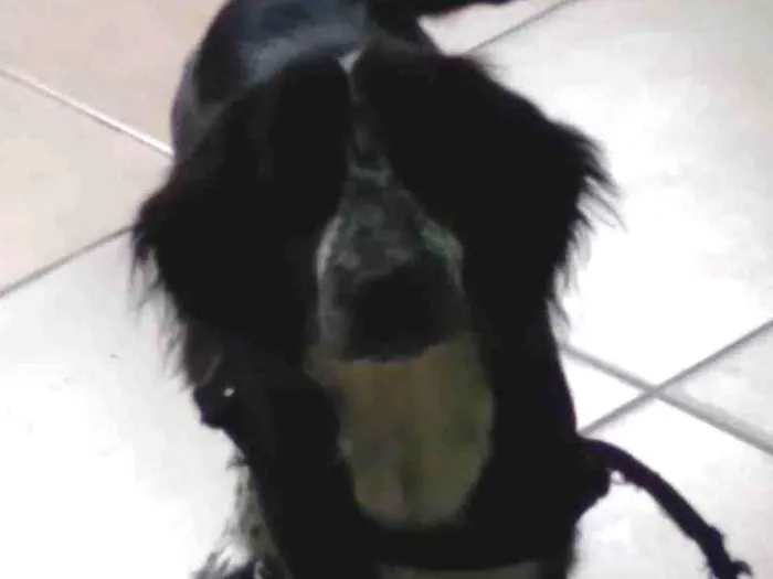 Cachorro ra a Cocker spaniel idade 2 anos nome Zeus 