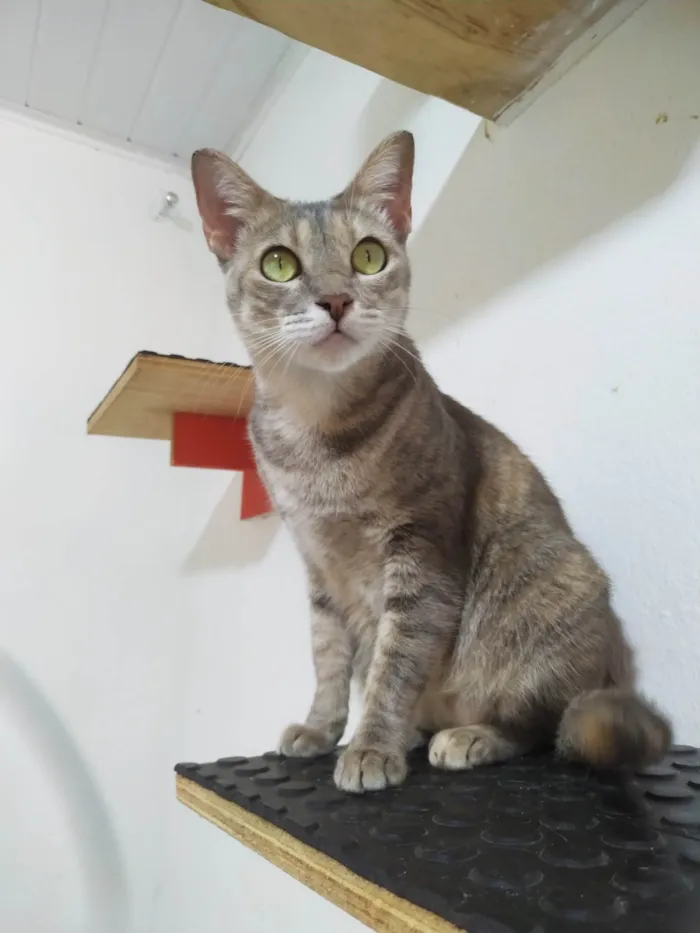 Gato ra a SRD-ViraLata idade 2 anos nome ELLIE