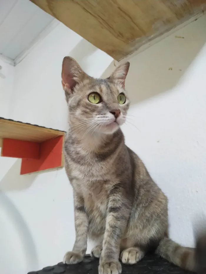 Gato ra a SRD-ViraLata idade 2 anos nome ELLIE