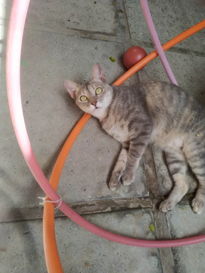 Gato ra a SRD-ViraLata idade 2 anos nome ELLIE