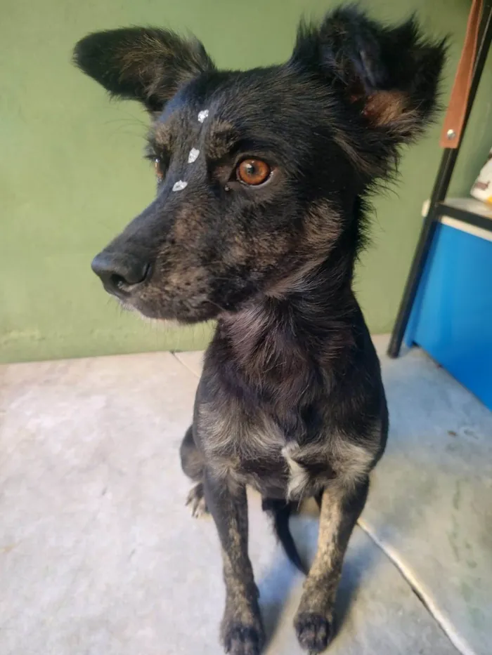 Cachorro ra a SRD-ViraLata idade 1 ano nome Pingo