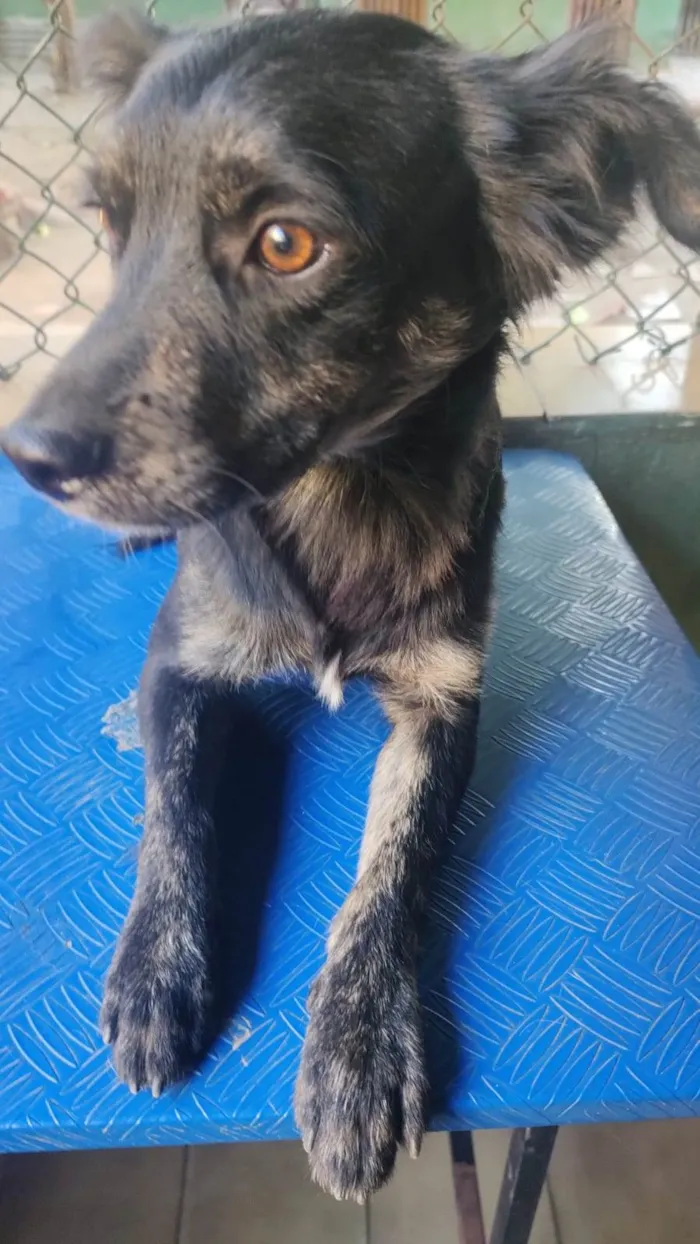 Cachorro ra a SRD-ViraLata idade 1 ano nome Pingo