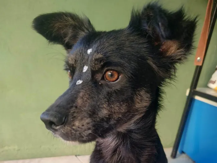 Cachorro ra a SRD-ViraLata idade 1 ano nome Pingo