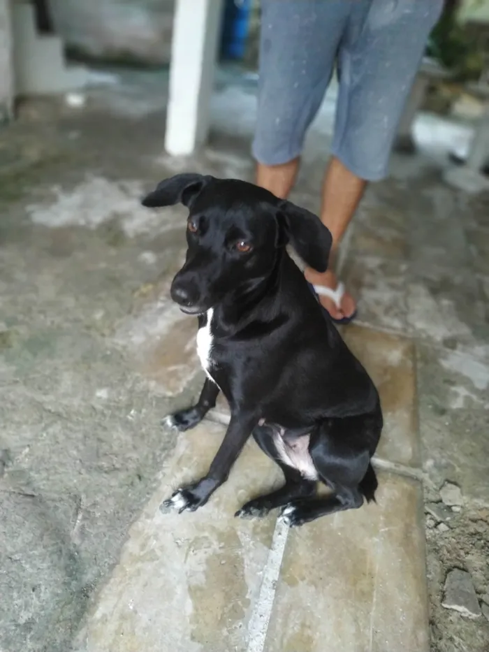 Cachorro ra a SRD-ViraLata idade 3 anos nome ISA