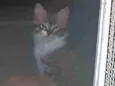 Chaninha