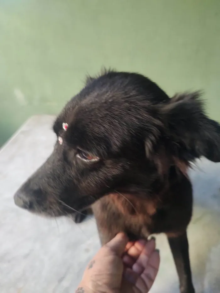 Cachorro ra a SRD-ViraLata idade 1 ano nome Brisa