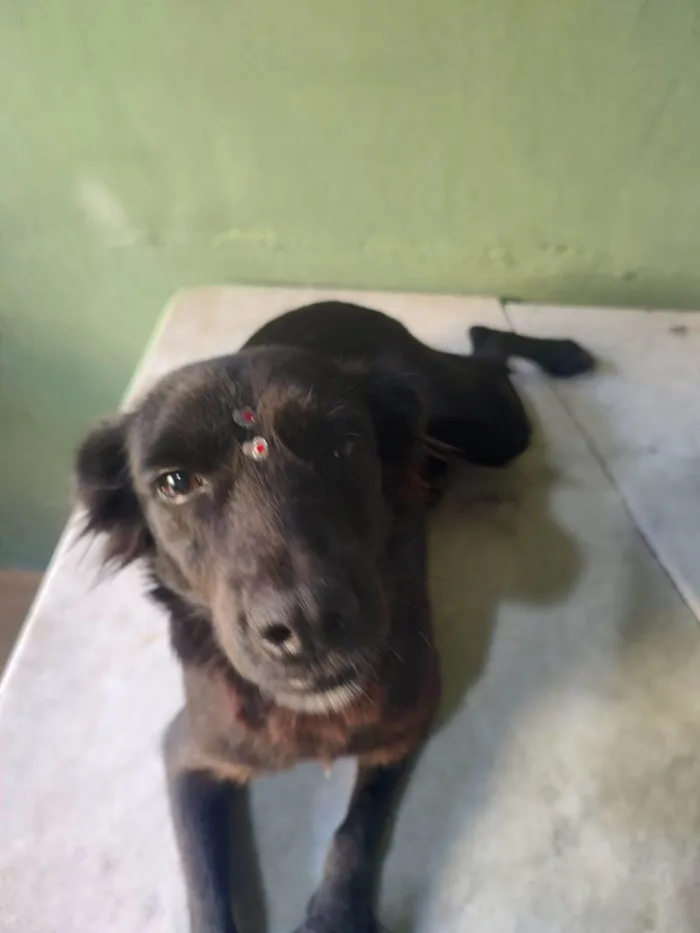 Cachorro ra a SRD-ViraLata idade 1 ano nome Brisa