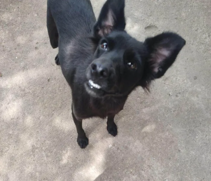 Cachorro ra a SRD-ViraLata idade 1 ano nome Brisa