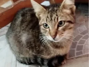 Gato raça Srd idade 2 a 6 meses nome Léo 
