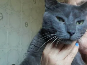 Gato raça  idade  nome Aladim