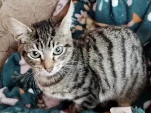 Gato raça Srd idade 2 a 6 meses nome Lia