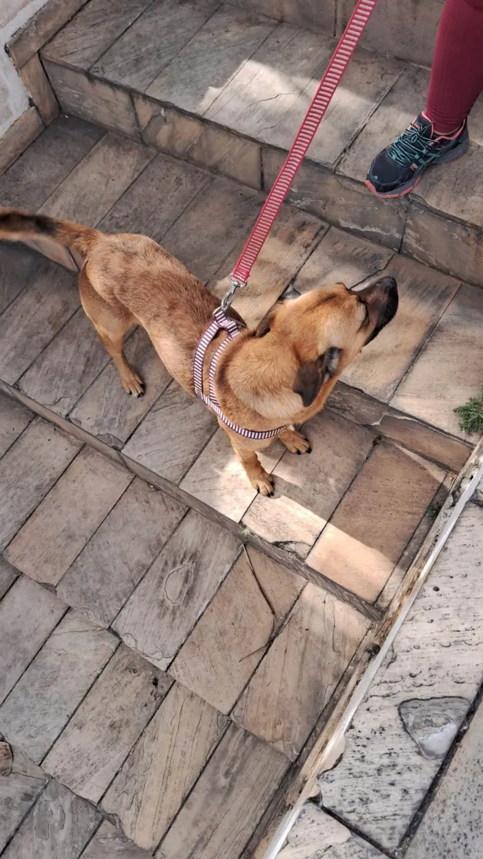 Cachorro ra a SRD-ViraLata idade 2 anos nome Bradock 