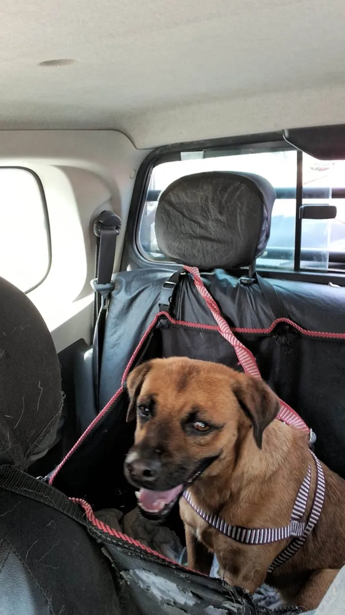 Cachorro ra a SRD-ViraLata idade 2 anos nome Bradock 