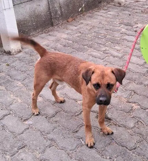Cachorro ra a SRD-ViraLata idade 2 anos nome Bradock 