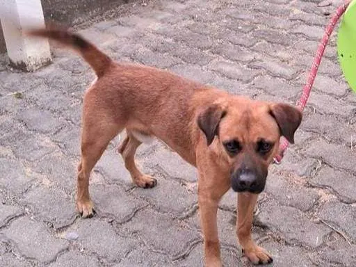 Cachorro ra a SRD-ViraLata idade 2 anos nome Bradock 