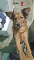 Cachorro raça SRD-ViraLata idade 2 anos nome MEG