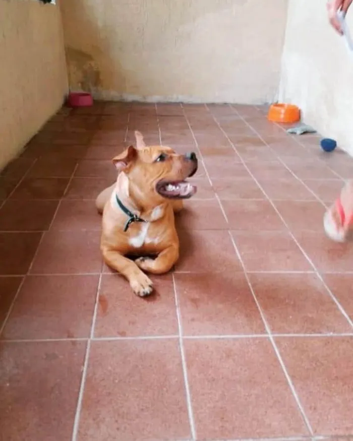 Cachorro raça American Bully idade 1 ano nome Freddy