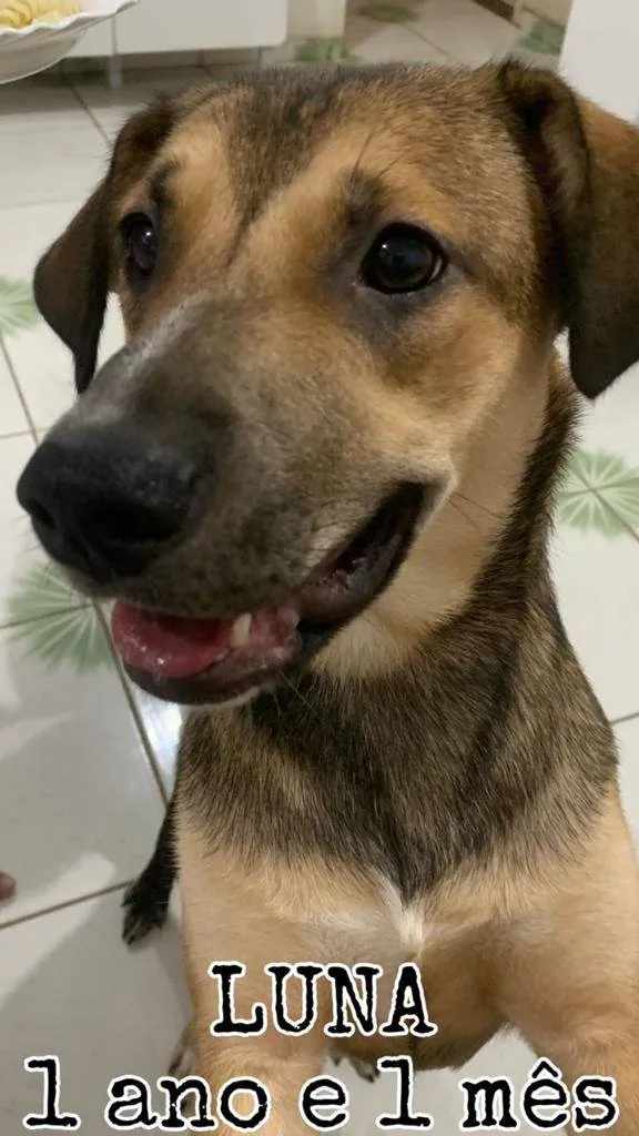 Cachorro ra a SRD-ViraLata idade 1 ano nome Luna