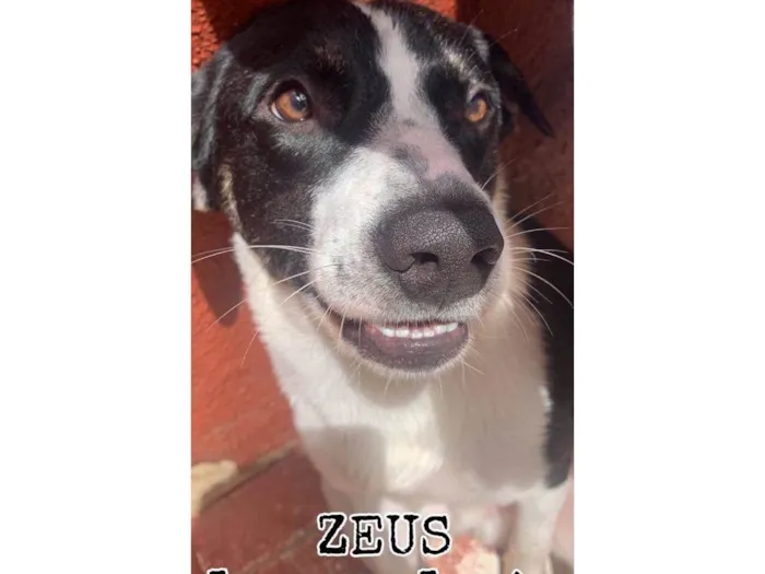 Cachorro ra a SRD-ViraLata idade 1 ano nome Zeus 