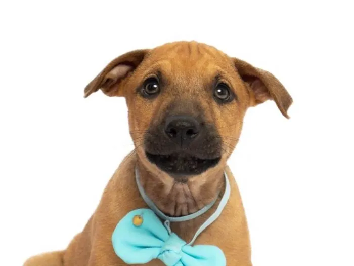Cachorro raça SRD-ViraLata idade 2 a 6 meses nome Miguel