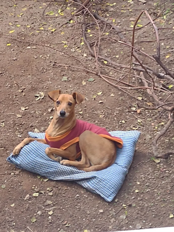 Cachorro ra a SRD idade 6 ou mais anos nome Fred