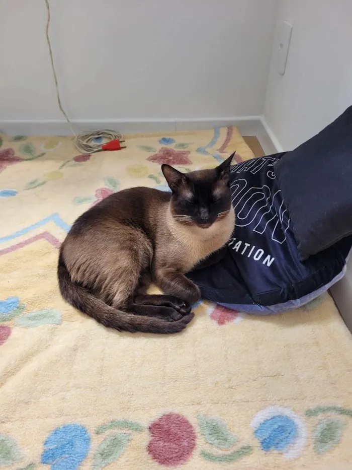 Gato raça Siamês idade 1 ano nome Zeca