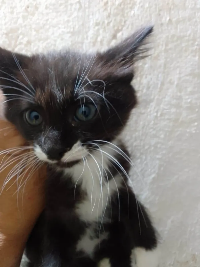 Gato ra a Srd idade 2 a 6 meses nome Menina