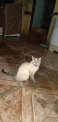 Docinho