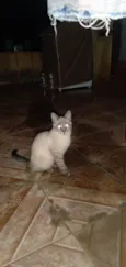 Docinho