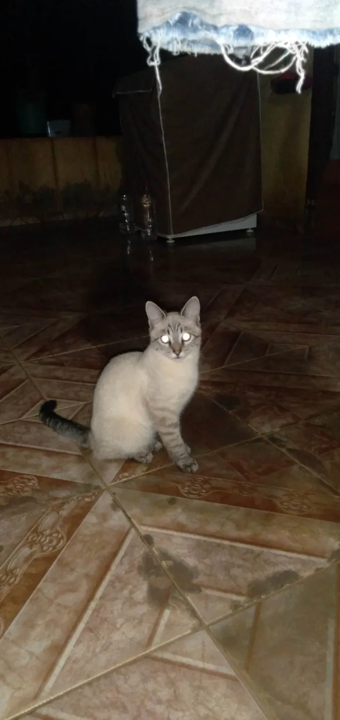 Gato ra a Não tem raça definida  idade 2 a 6 meses nome Docinho