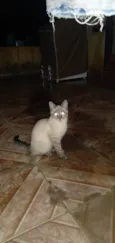 Docinho