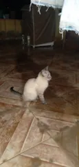 Docinho