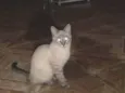 Docinho